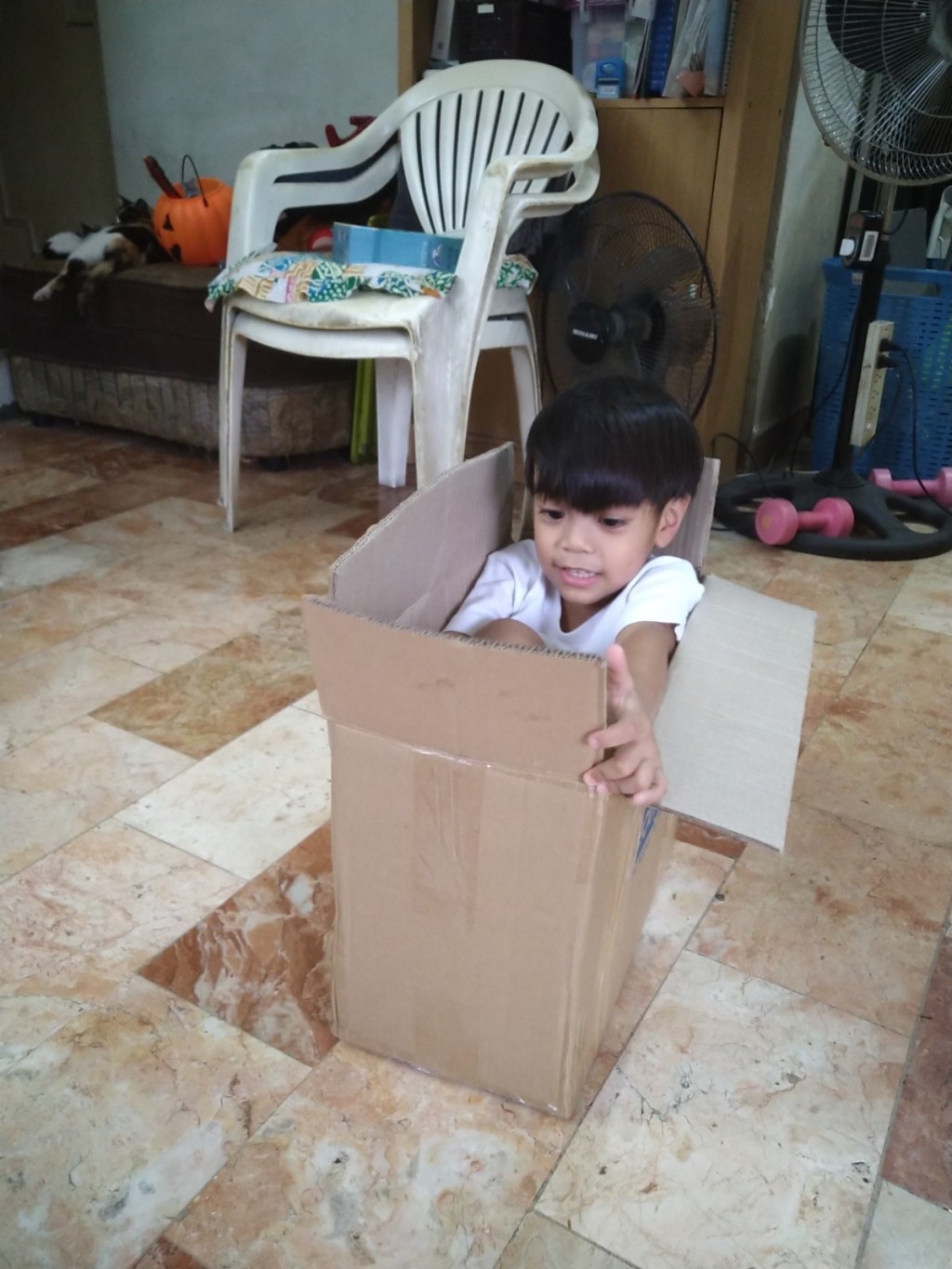 Lucas Chronicles: Cats in&nbsp;Boxes