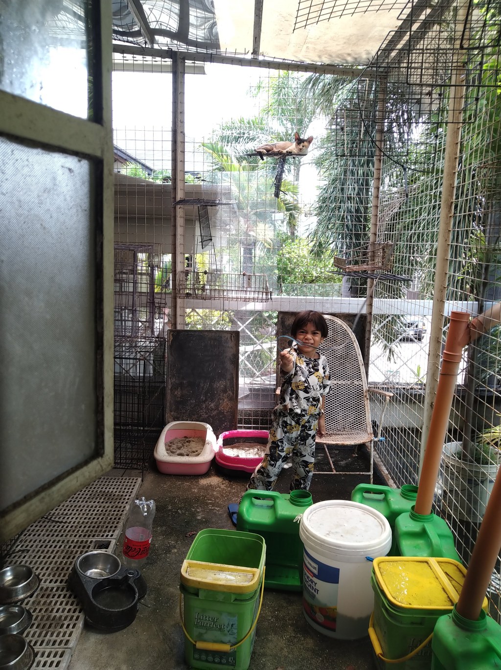 Playtime with the&nbsp;Cats