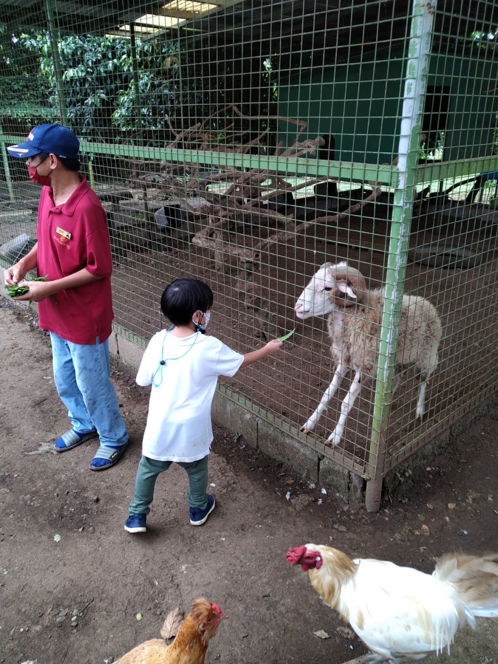 Animal Crossing: Ram at Hotel&nbsp;Kimberly