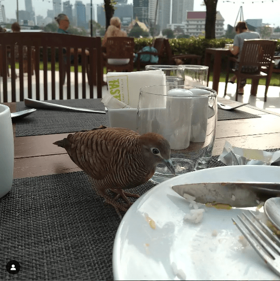 look at my breakfast&nbsp;companion